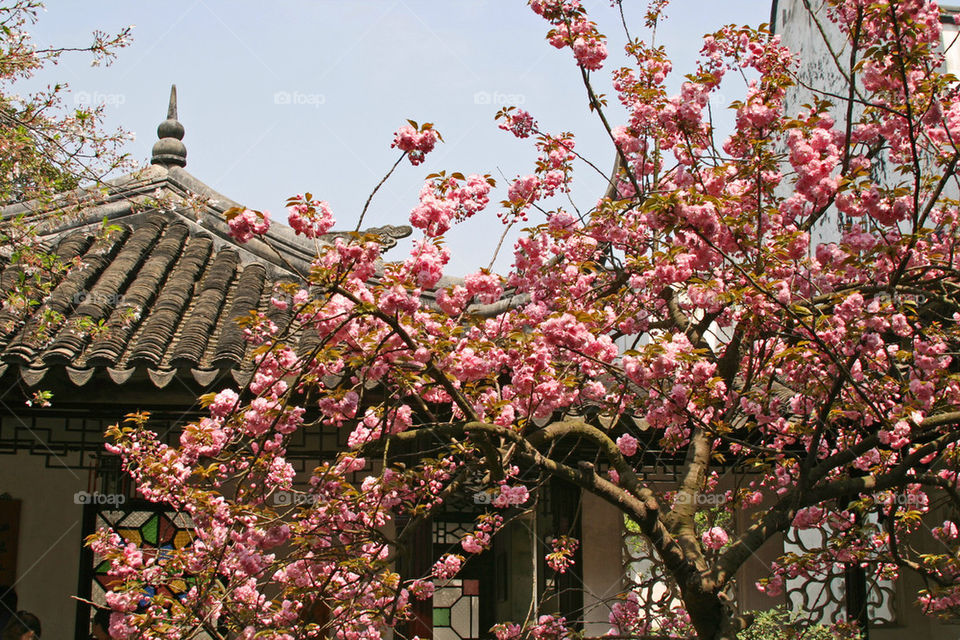 Chinese garden