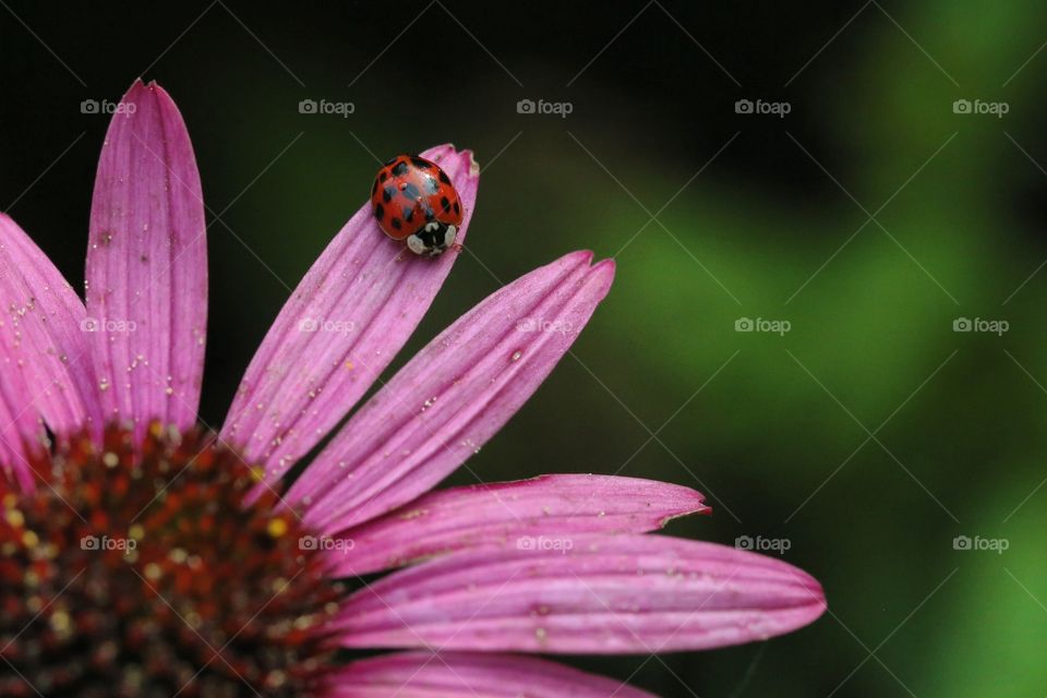 A cute ladybug on a beautiful flower