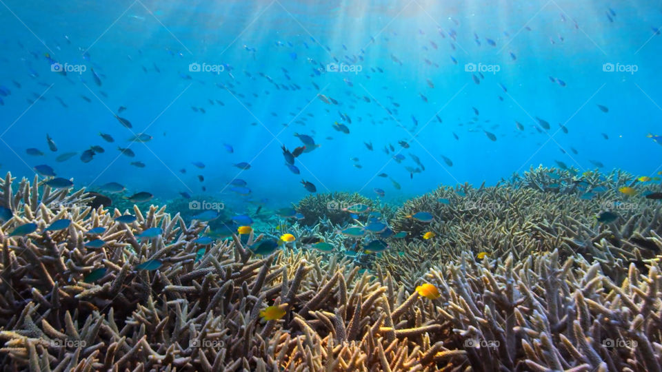Snorkeling nella barriera corallina