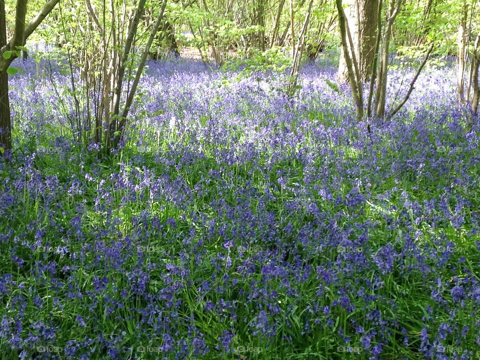 Bluebells