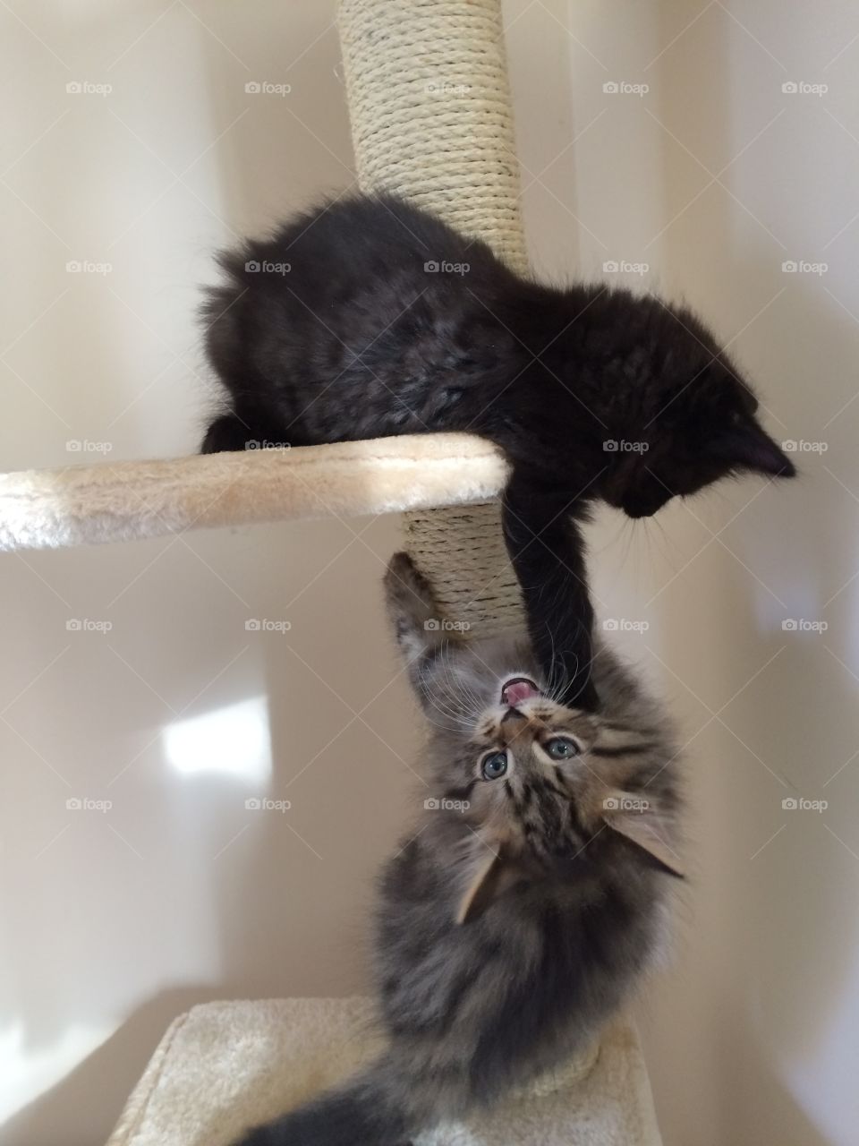playtime Maine coon kittens.