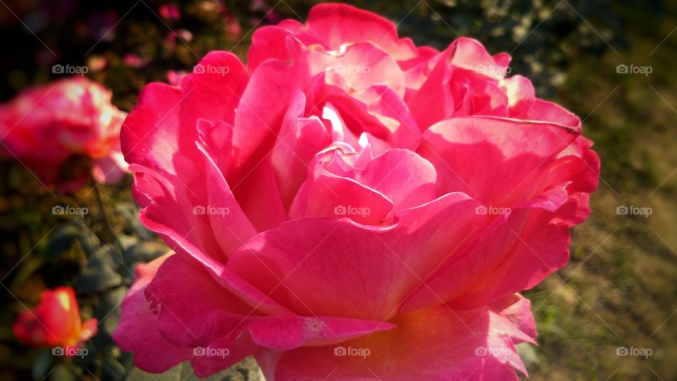 Beautiful Red Rose With Natural Background