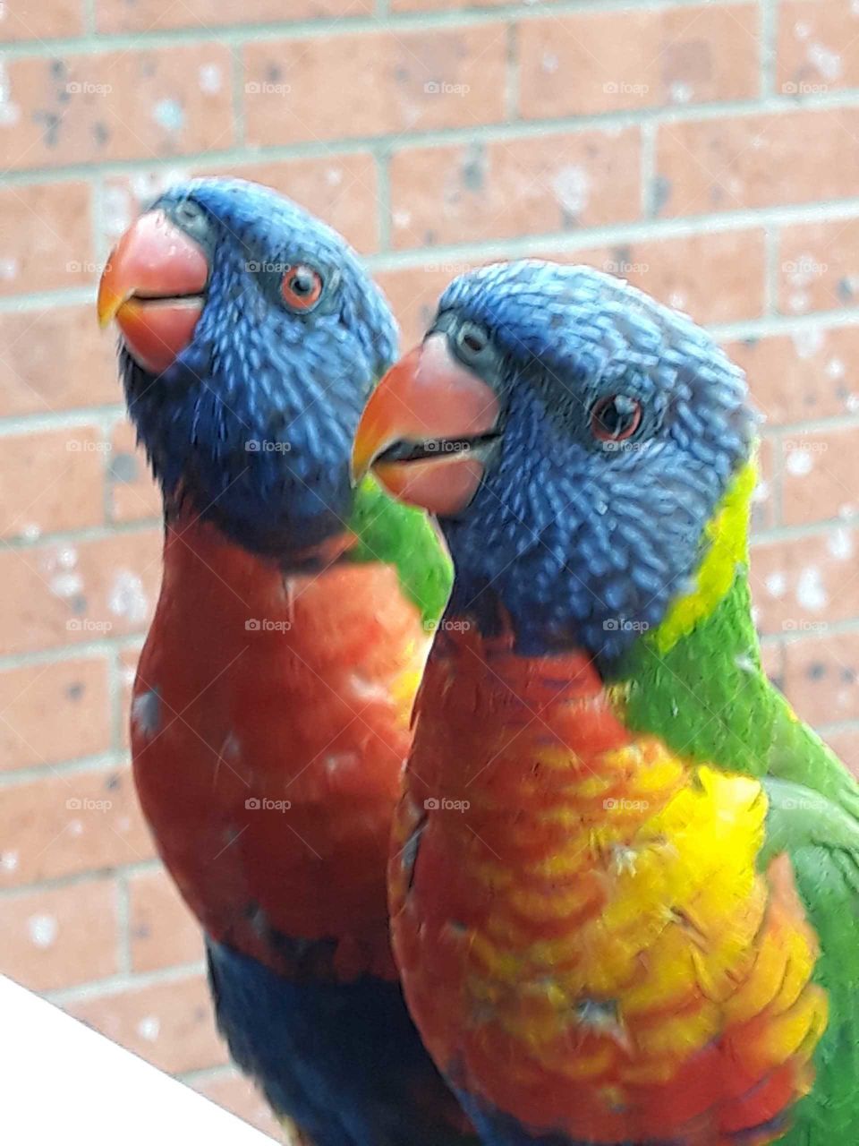 Beautiful  Rainbow lorikeets