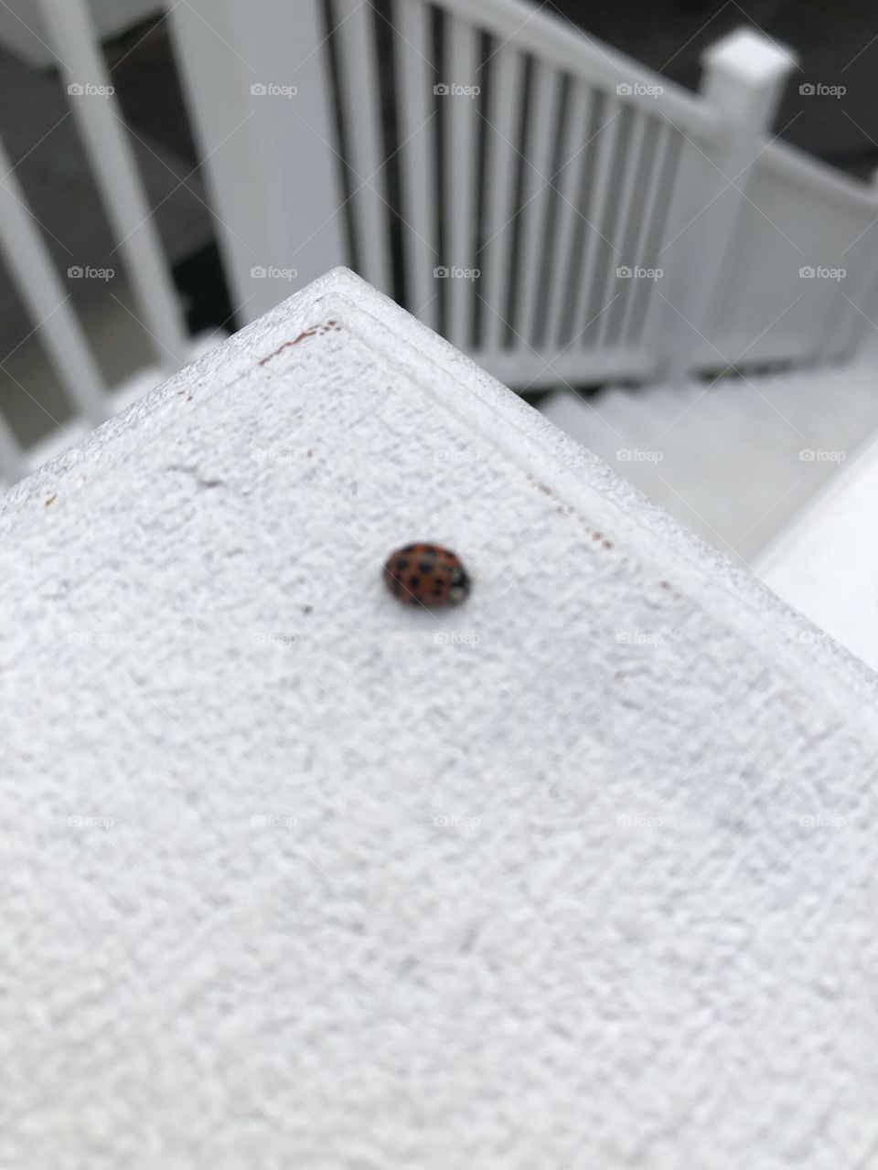 A beautiful Ladybug. Went outside to find this beautiful ladybug on my balcony. 