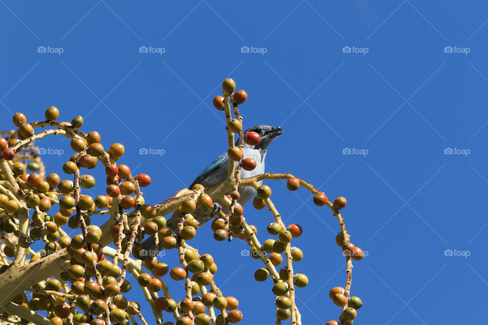 Blue hawk, Brazilian bird feeding on the palm tree