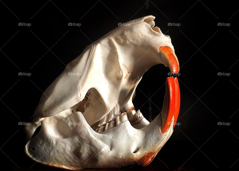 Beaver skull 