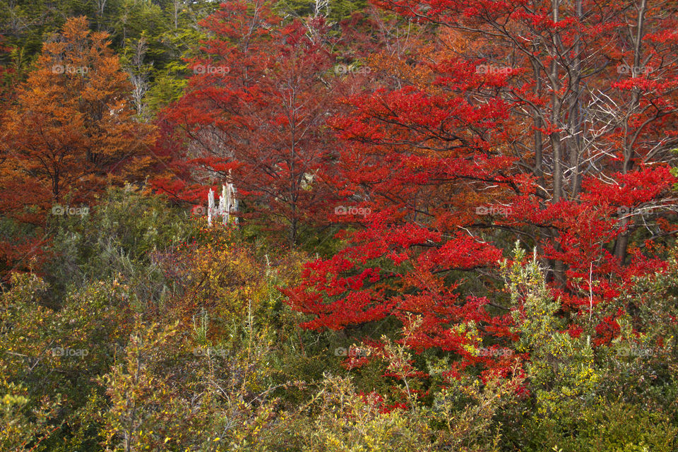 Forest in Patagonia, Argentina.