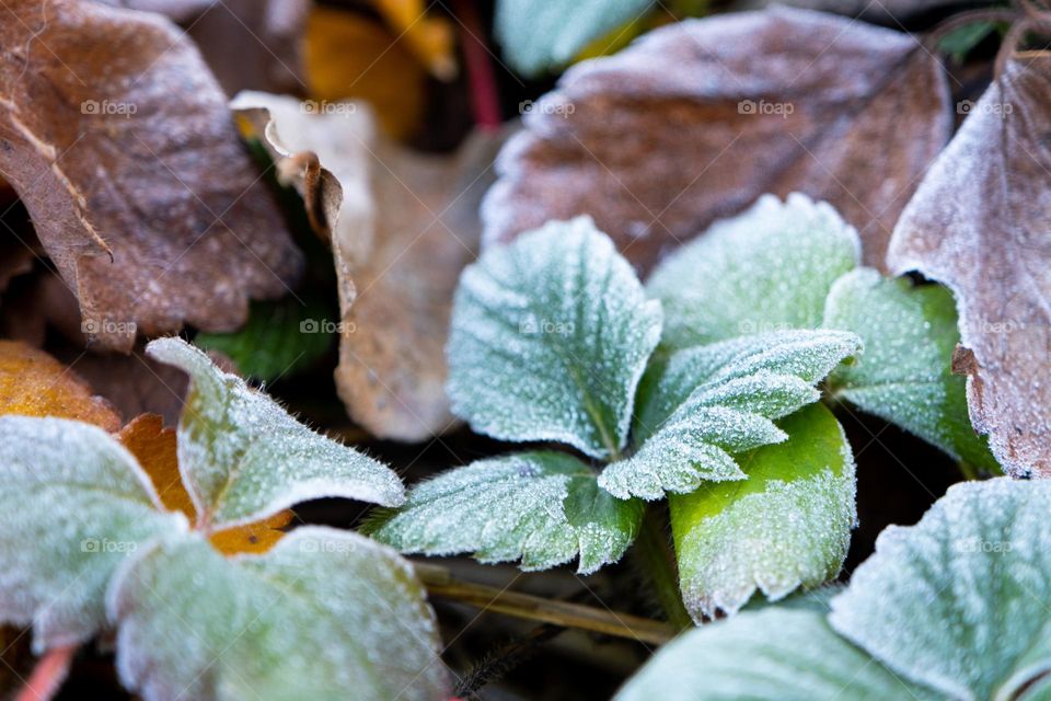 frozen leaves