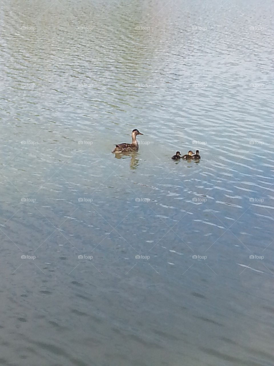 duck family