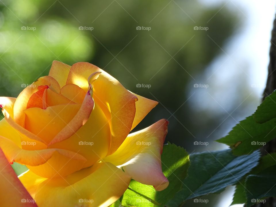 In low light how beautiful it is