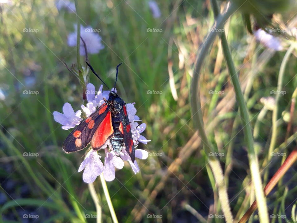 Red dot in the green canvas