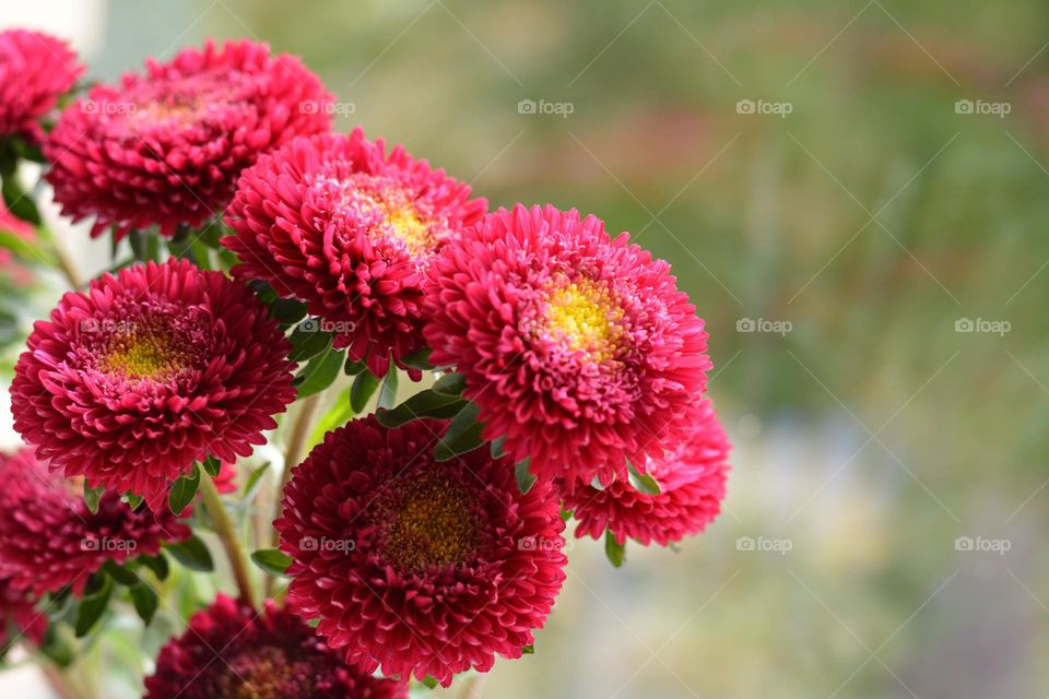 beautiful red autumn flowers green background