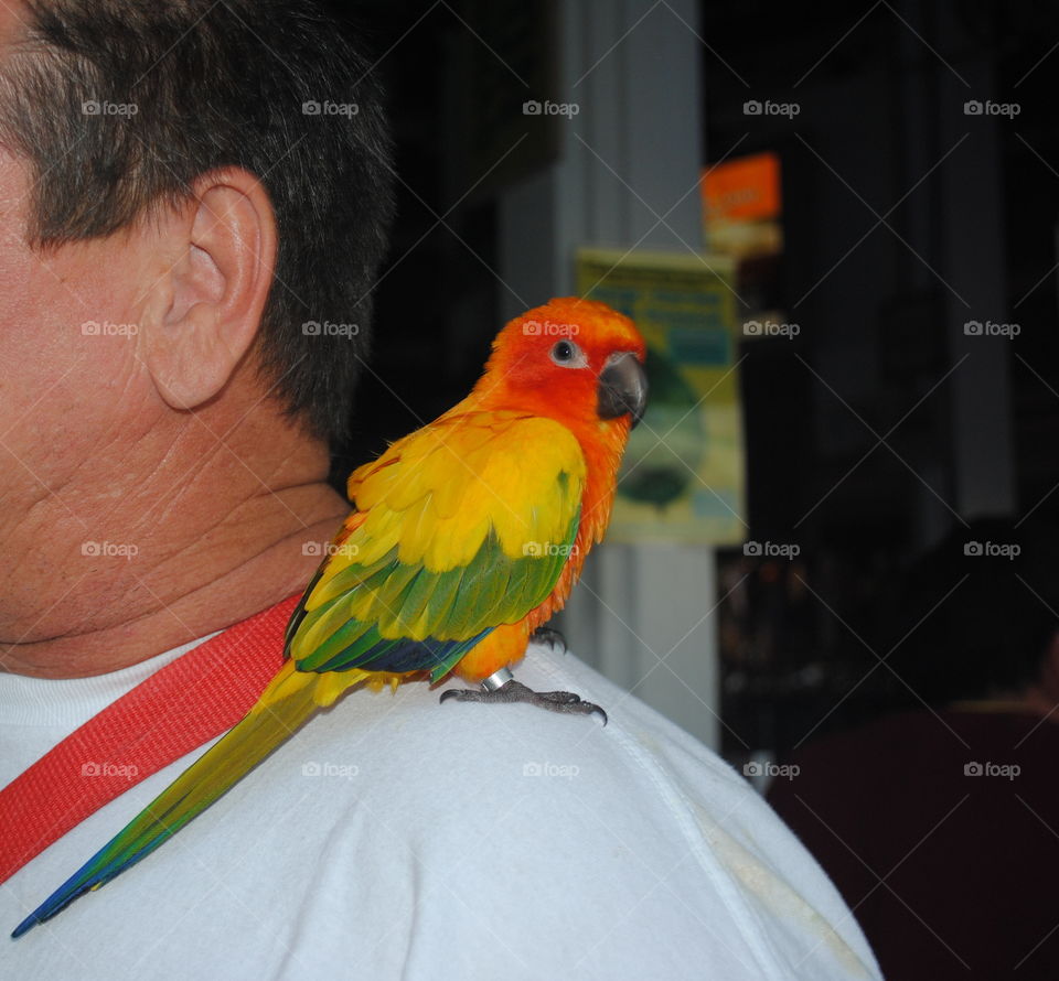 A small parrot on the shoulder of a man in Key West, Fl