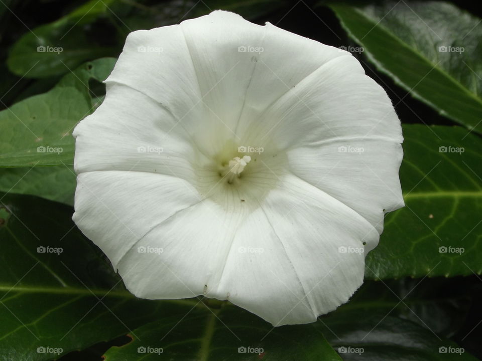 White Trumpet Flower