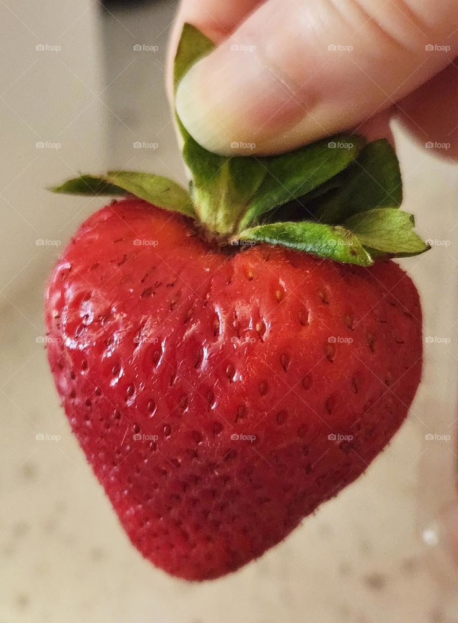 close up of fingers holding up a fresh ripe red strawberry snack by the green stem