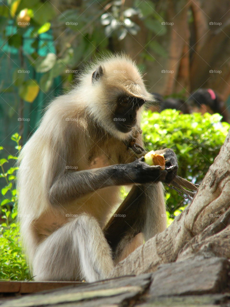 A very different species of Monkeys is captured by me commonly known as Langoor Bandar in India.πΈ Seems like he is very choosy about the food.π