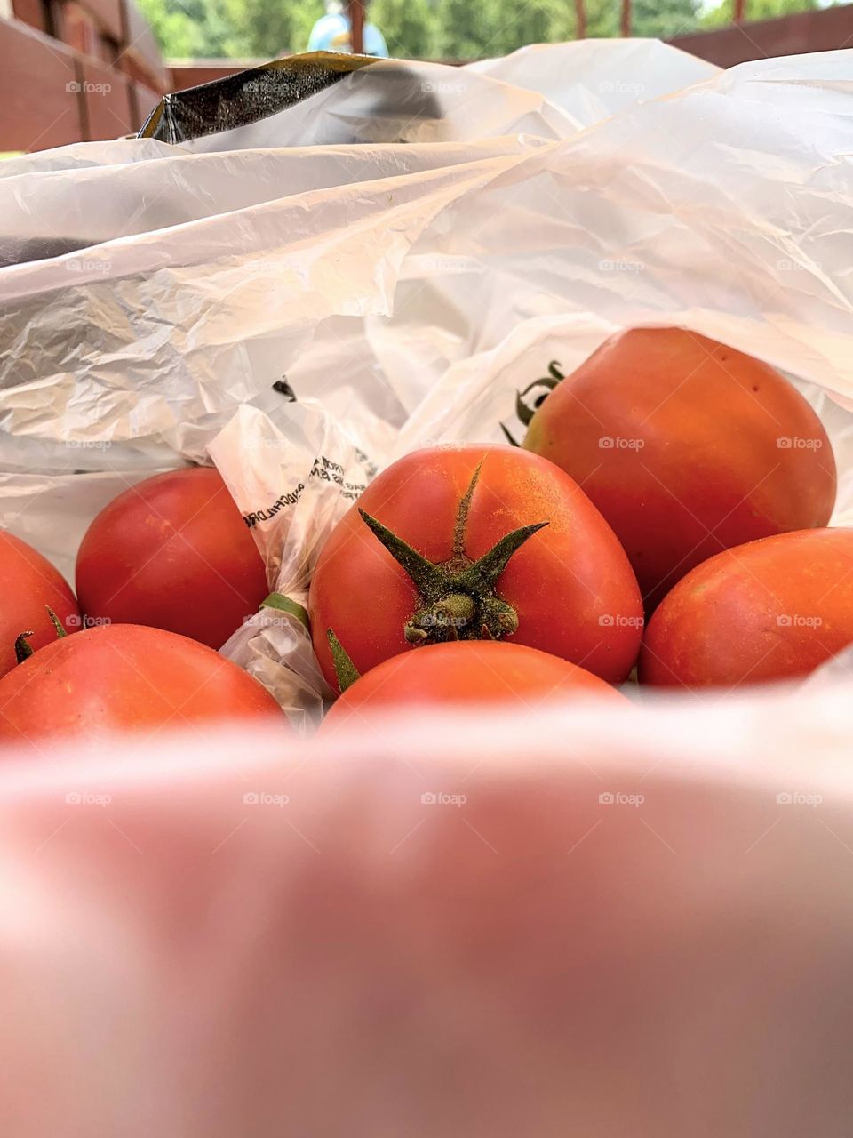 Beautiful red plump tomatoes freshly picked