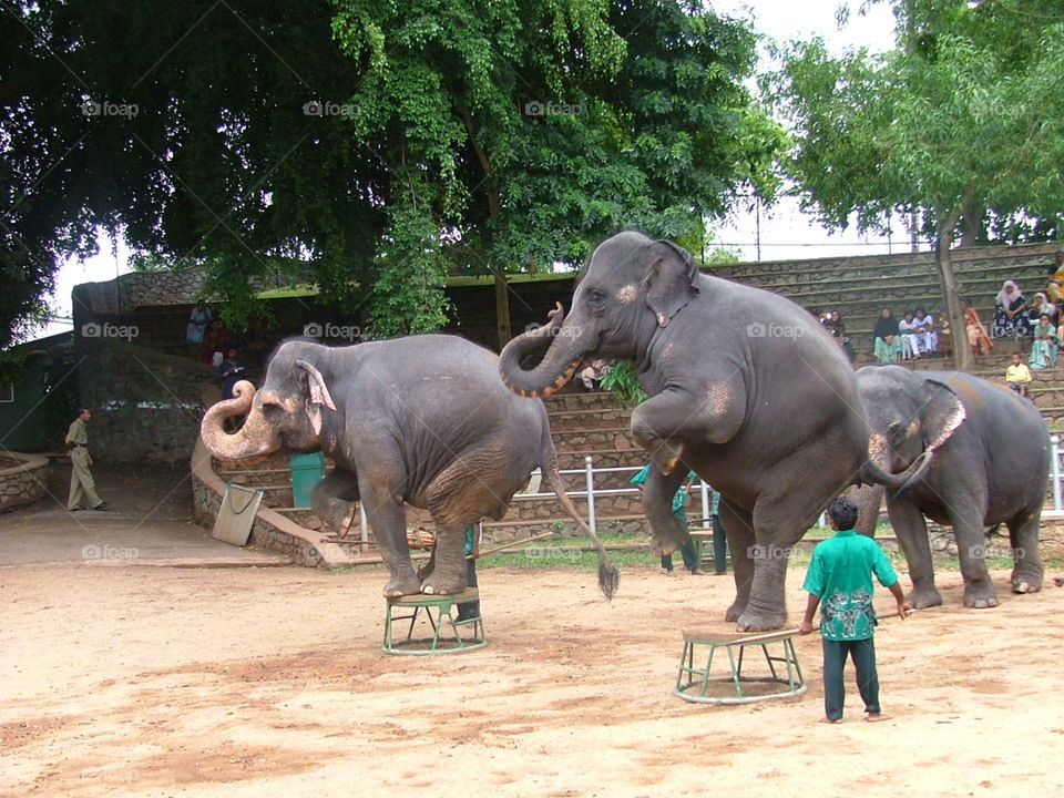 Elephants show