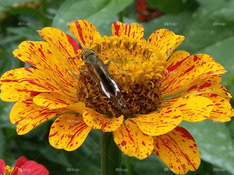 Brown butter fly inspecting a red spotted yellow flower