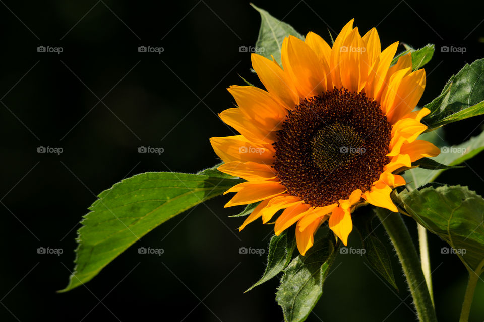 Portrait of a plant with dark background