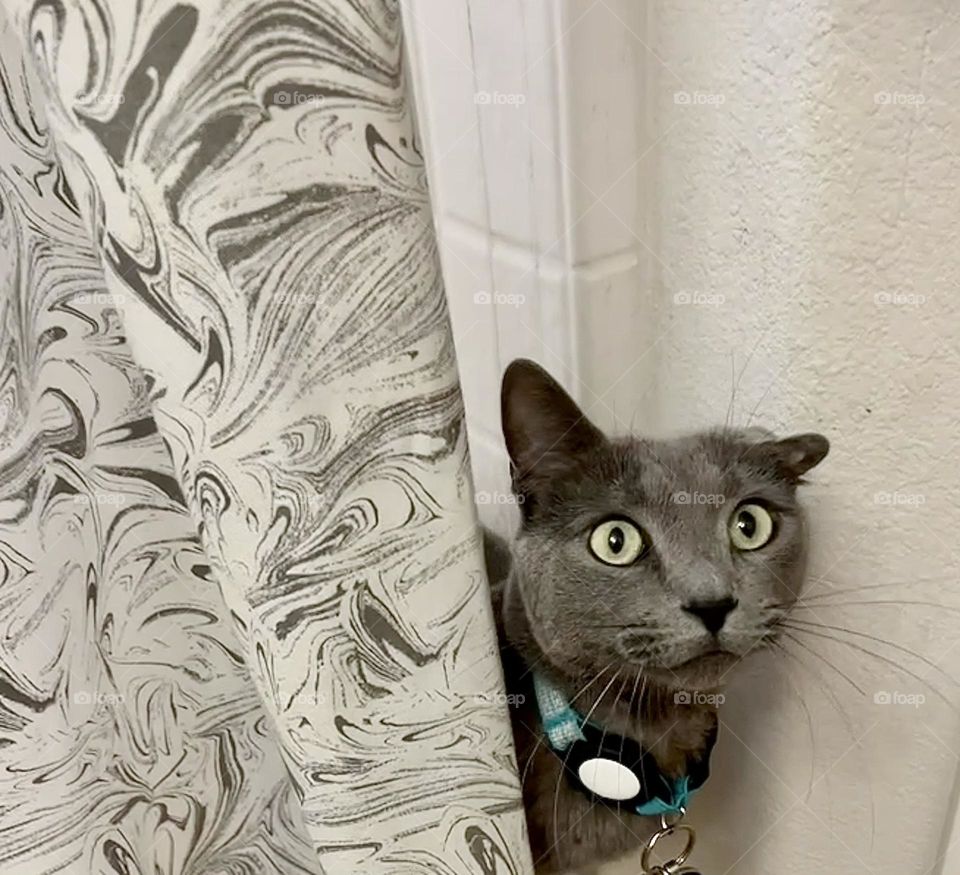 A grey cat hiding behind a shower curtain. 