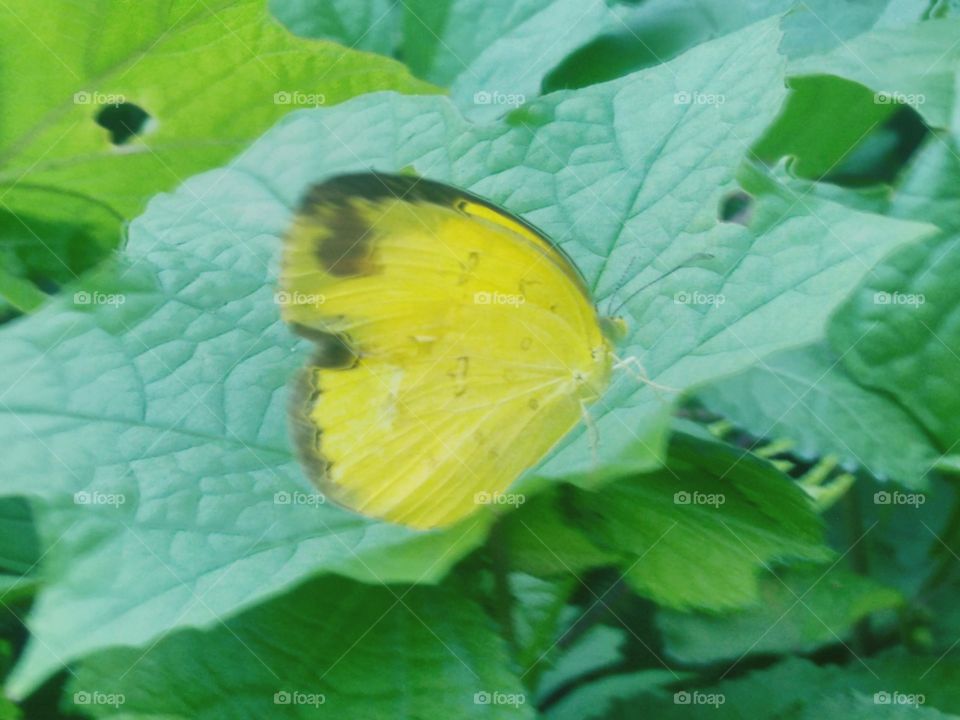 Yellow butterfly perched on leaves