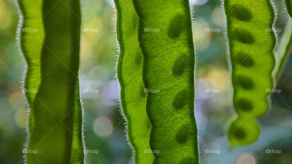 Plant seeds - Green seeds