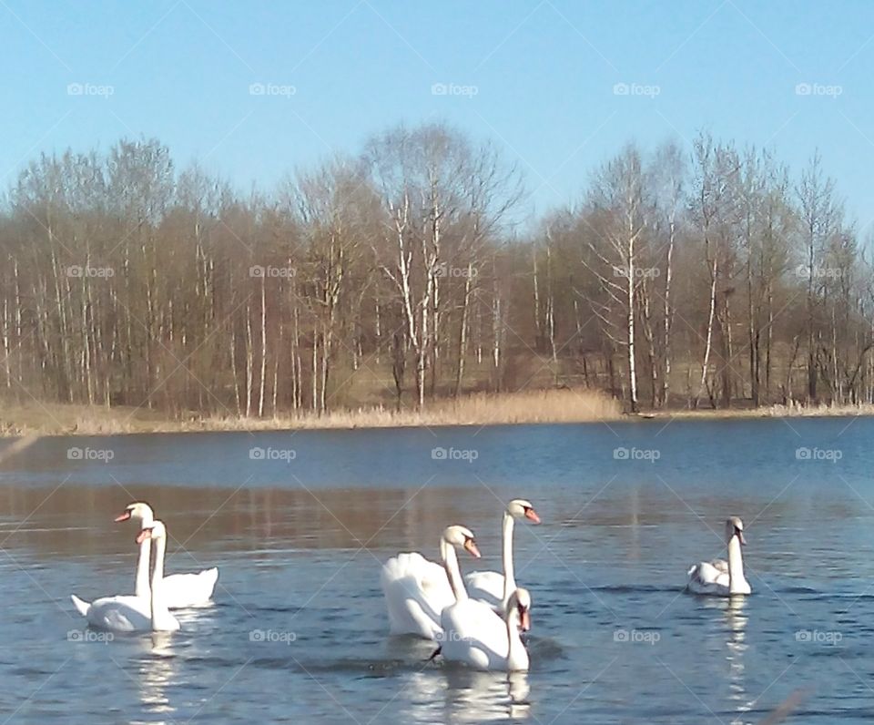 Swan, Lake, Water, Bird, Reflection