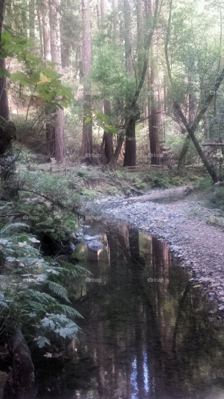 The Tree Reflection