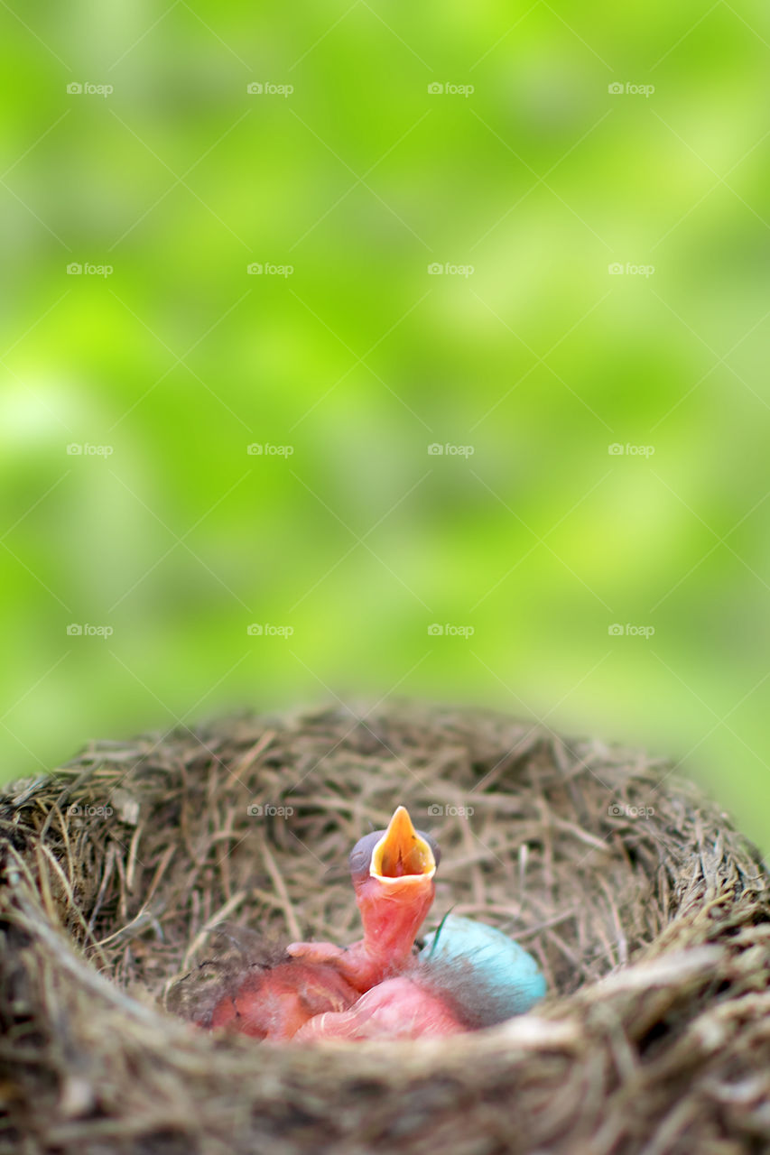 Newborn blackbird in a nest calling for his mother. He is still blind and has no feathers.