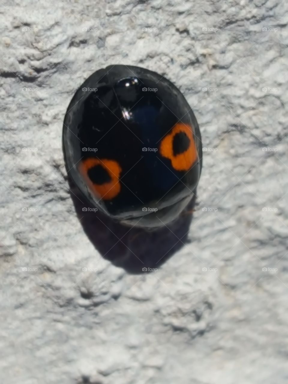 lady bug has eyes