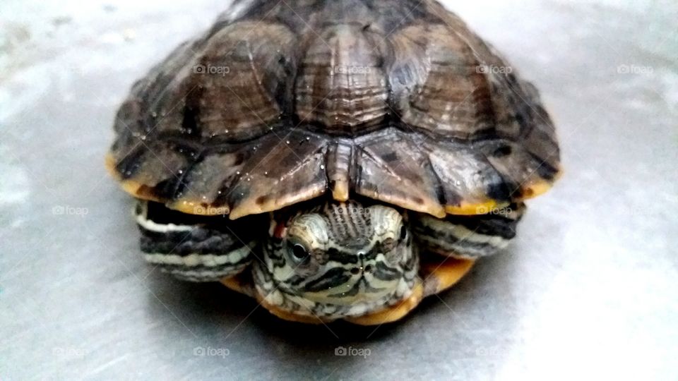 High angle view of turtle