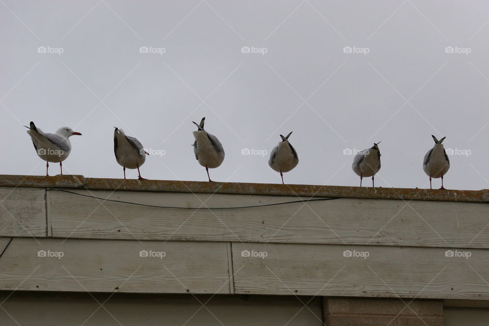 roof back seagull backwards by kshapley