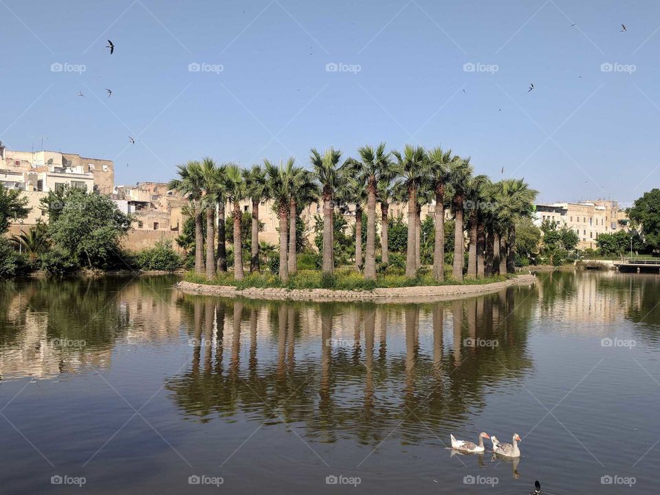 Jardin Jnan Sbil in Fez (Fes), Morocco - Island of Palm Trees on a Sunny Summer Day