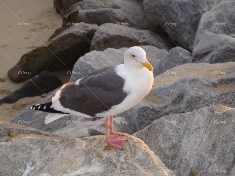 Seagull