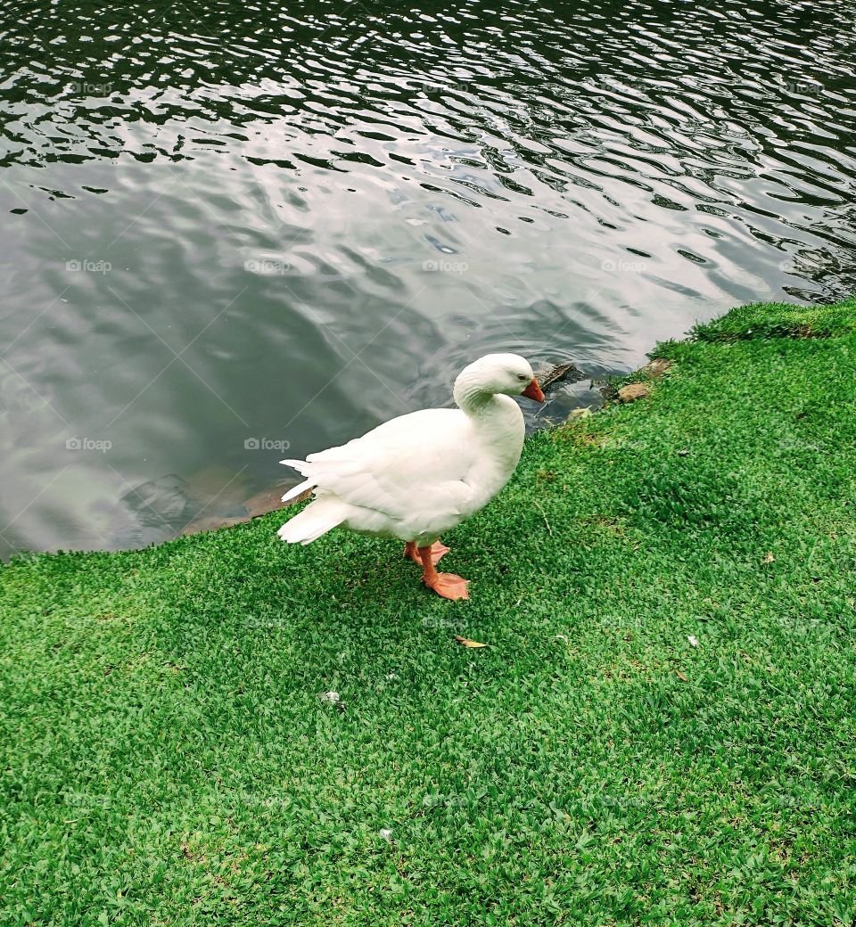 Pato Quenk no Lago Negro/RS