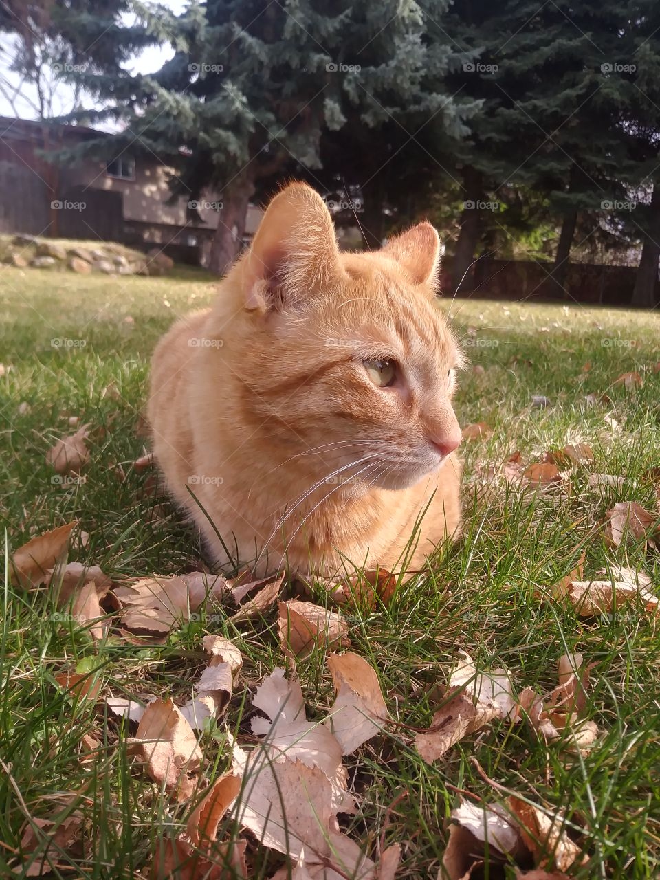 An orange cat named Butterbean in the grass 🐈