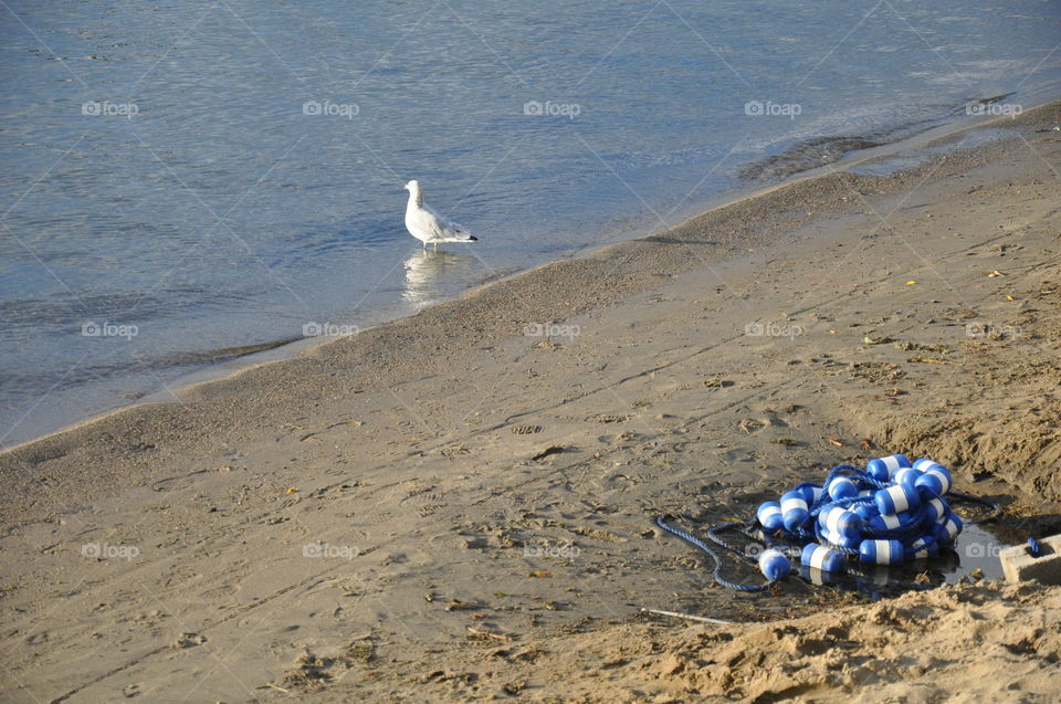 Seagull at Lake George, NY