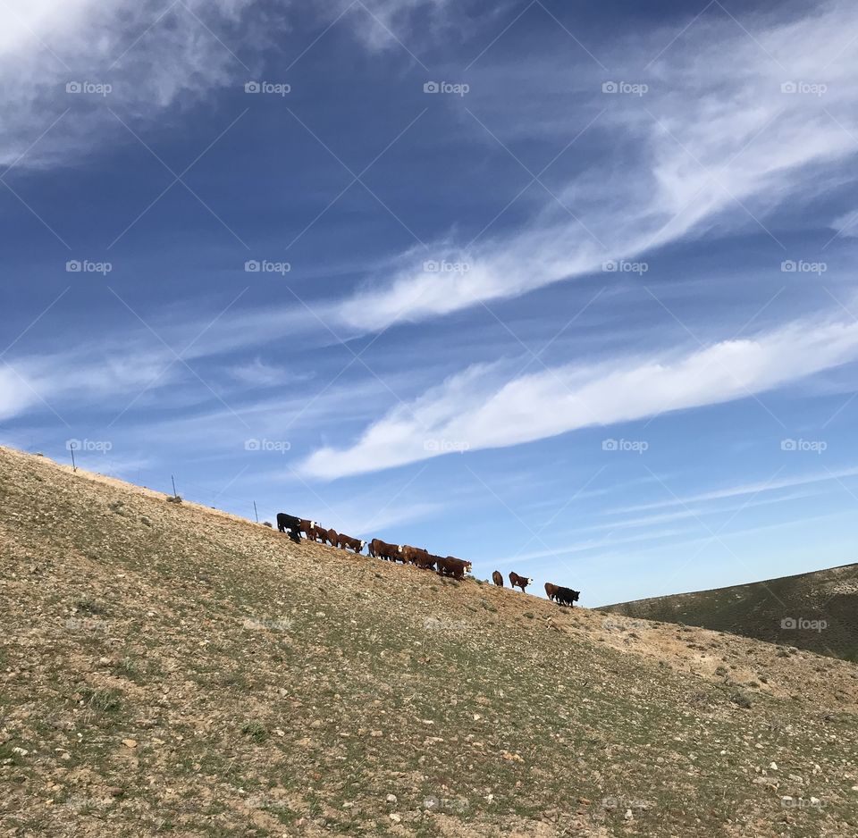 Blue sky cattle drive 