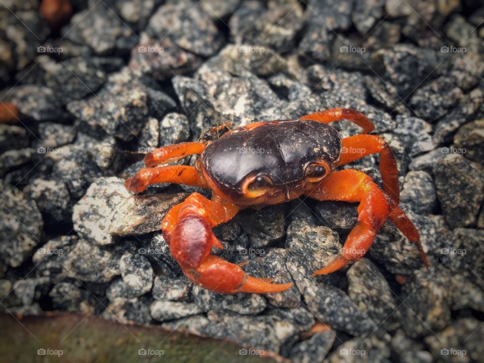Crab