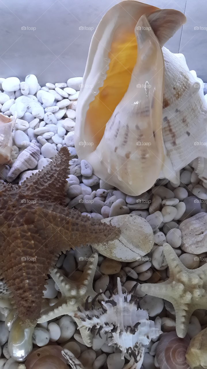 seashells