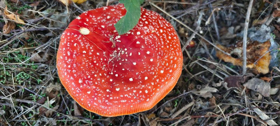 Nice Mystical mushroom 