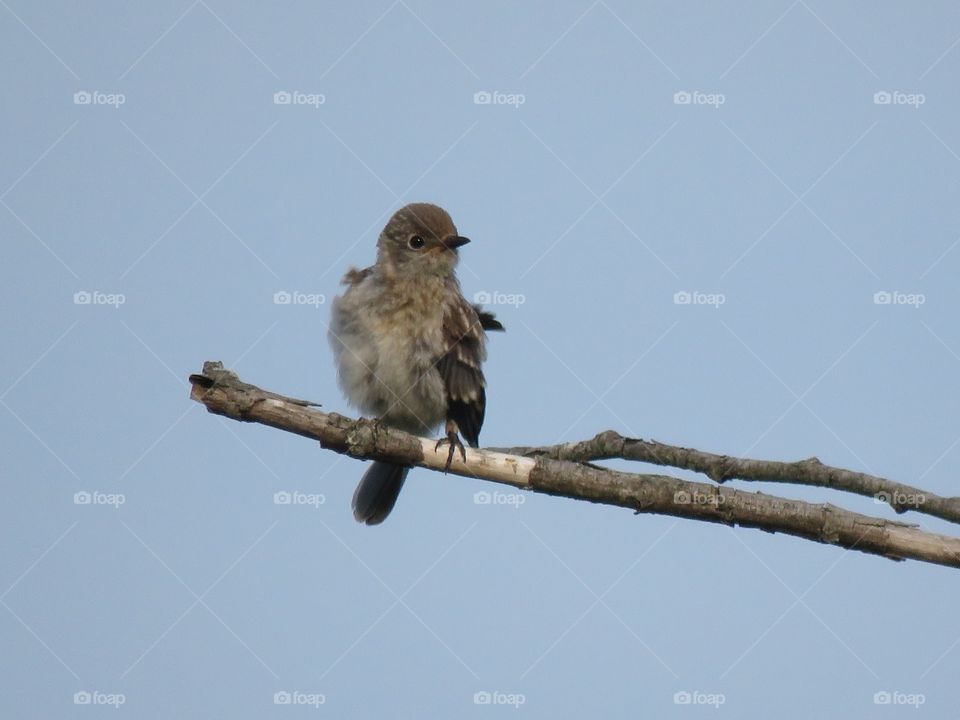 A juvenile Eastern Bluebird caught giving its feathers a shake while sitting on the branch of a dead tree. 