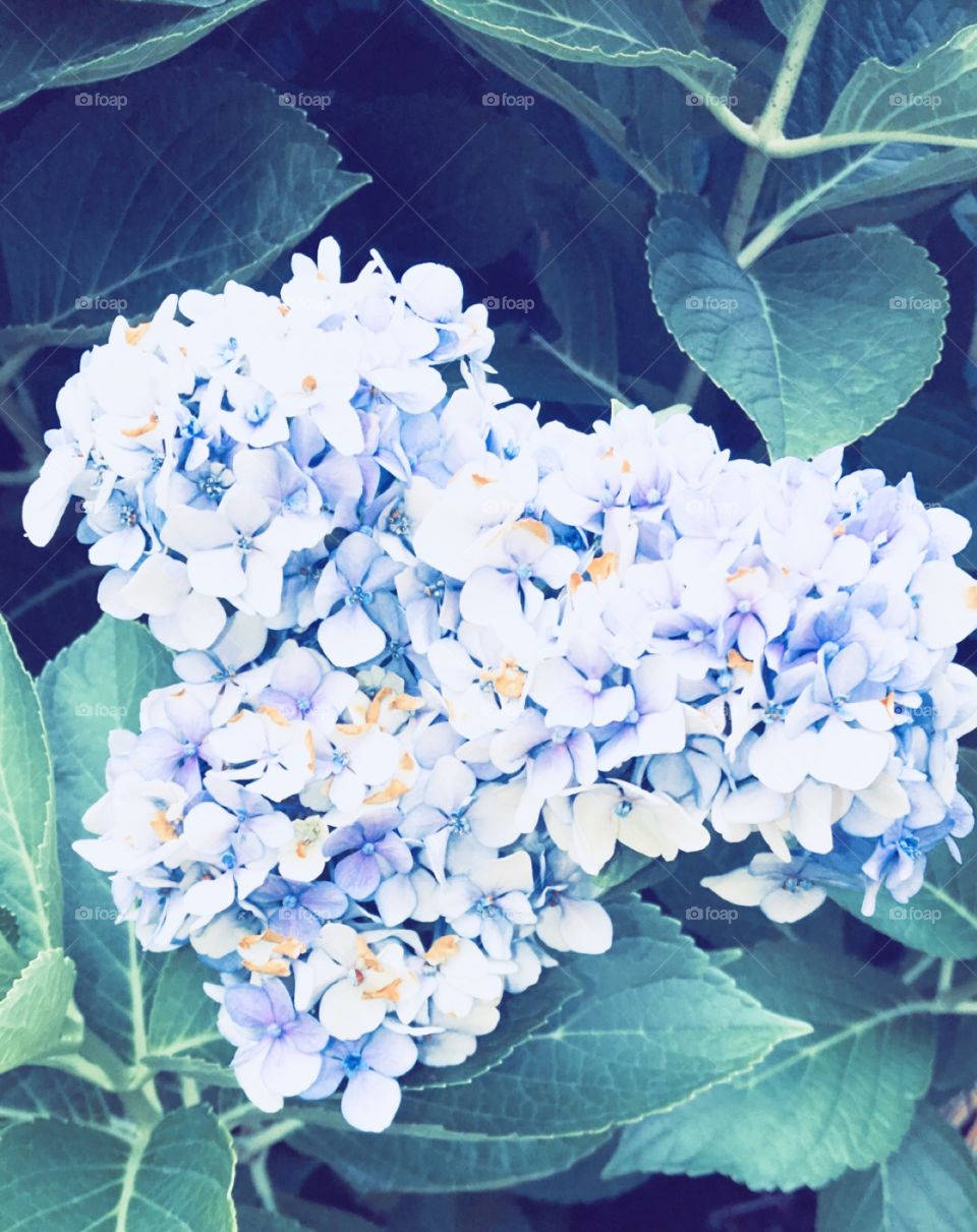Close up of a Gorgeous Hydrangea 