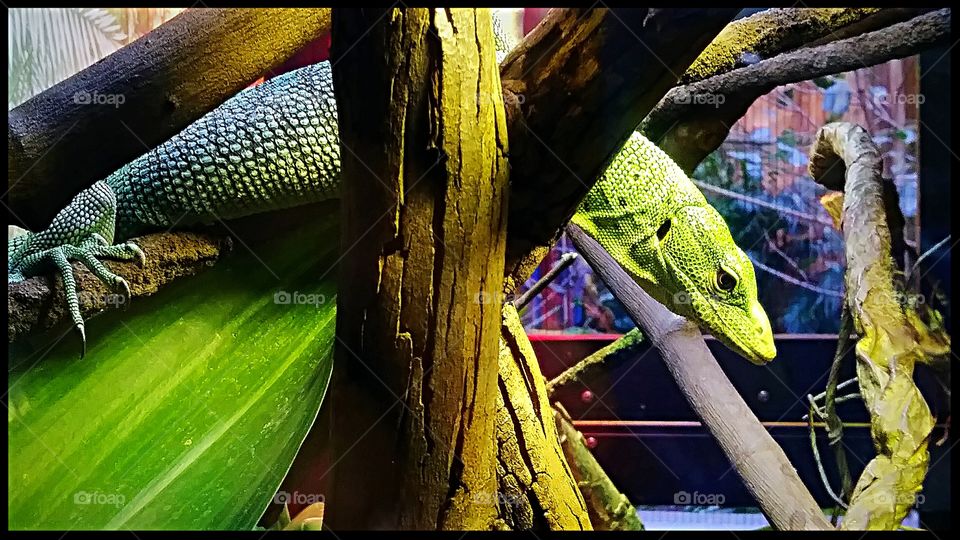 Animal kingdom was amazing i got a close up shot of this Awsome lizard i had to share it with you guys.