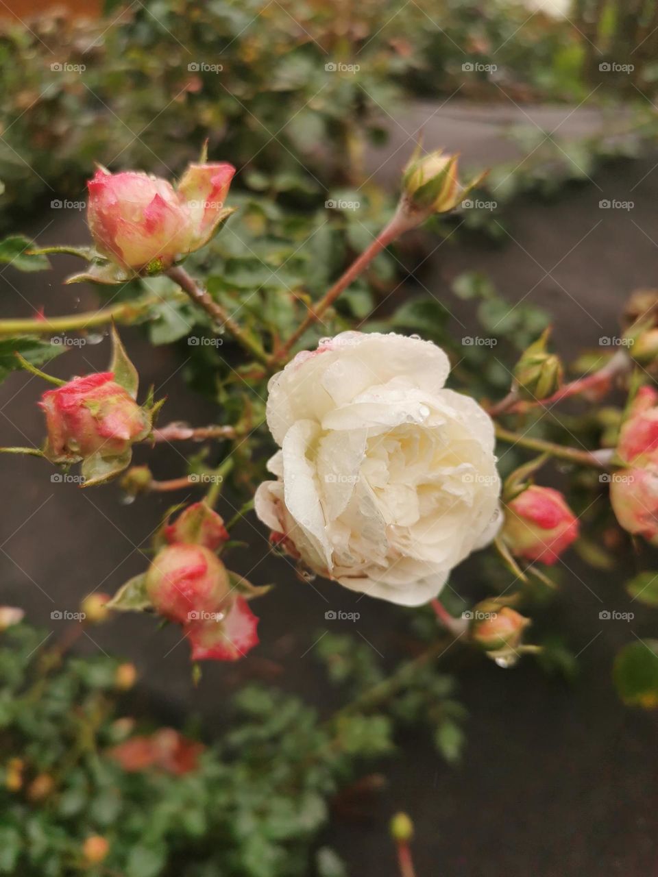 Buds flower and blooming roses