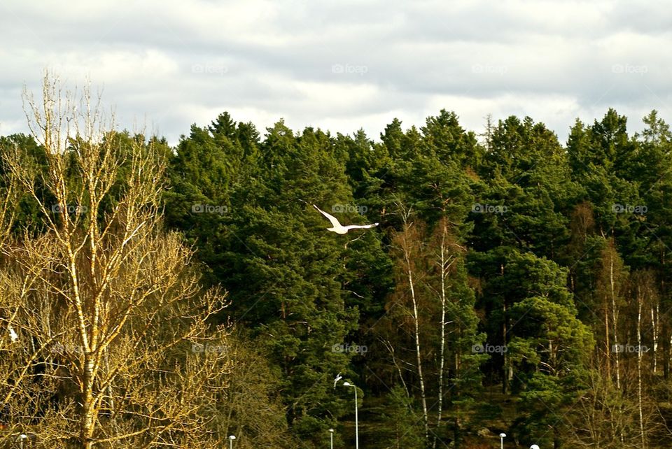 Bird in Flight
