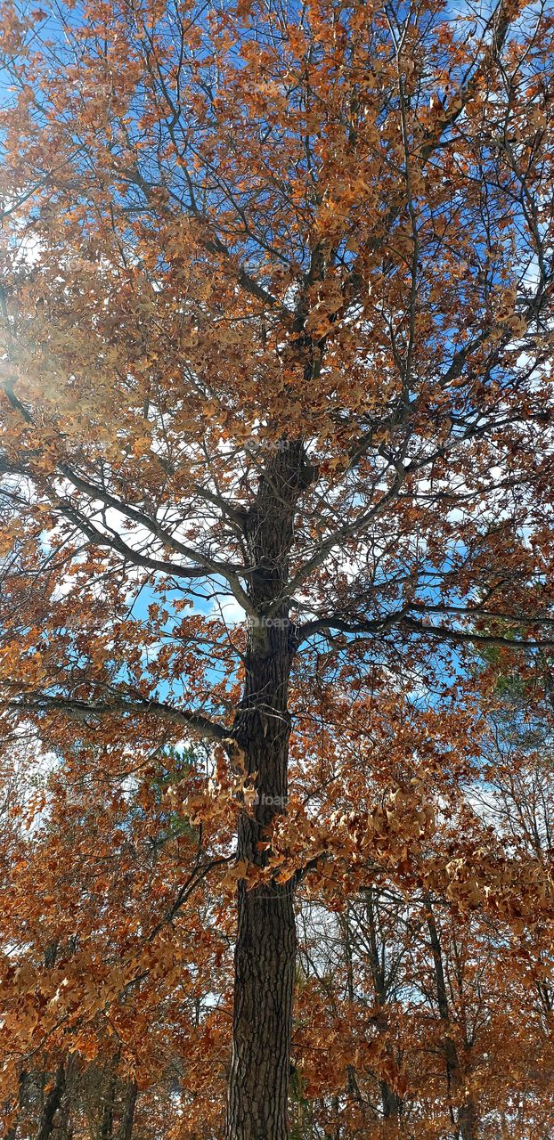 Winter tree with a spring sky.