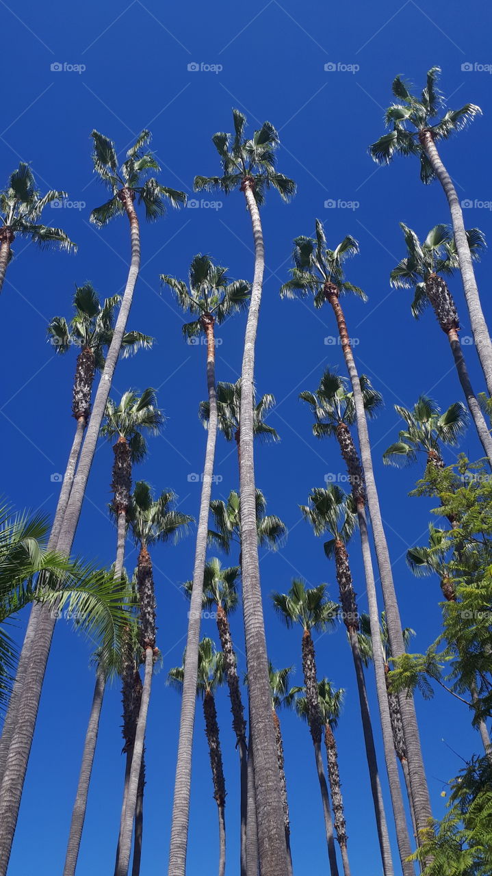 Palm trees in blue sky