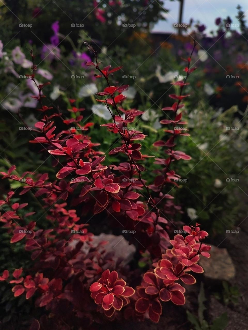 Macro photo of a summer plants